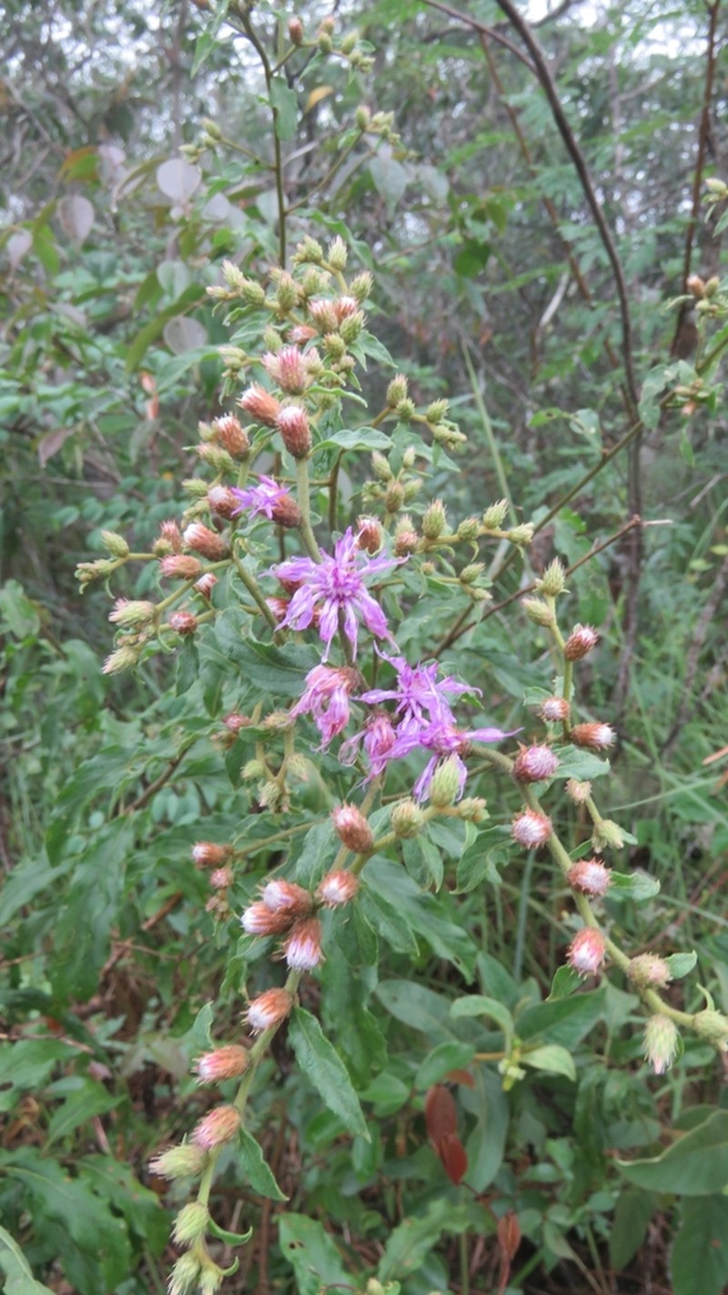 Lepidaploa arenaria photo 3