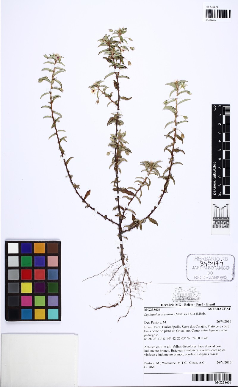 Lepidaploa arenaria photo 6