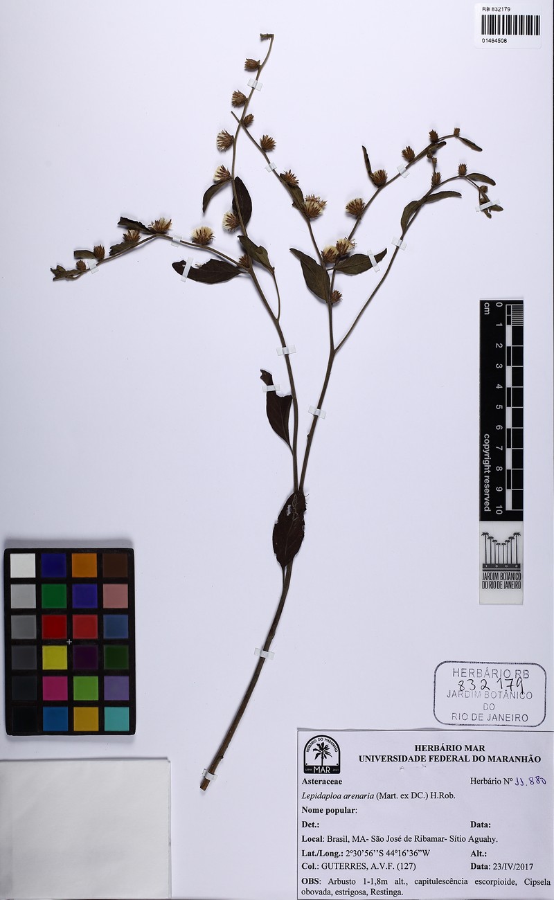 Lepidaploa arenaria photo 7