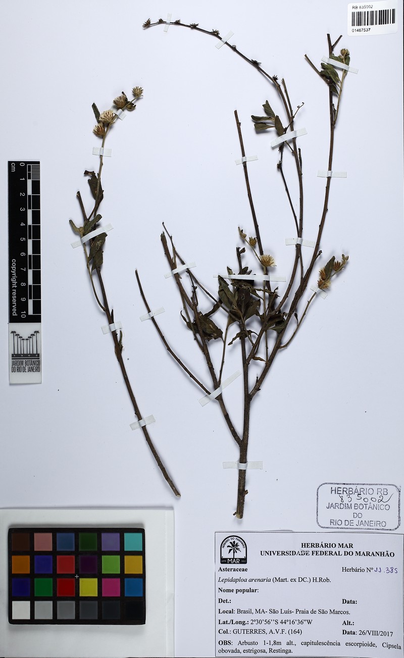 Lepidaploa arenaria photo 8
