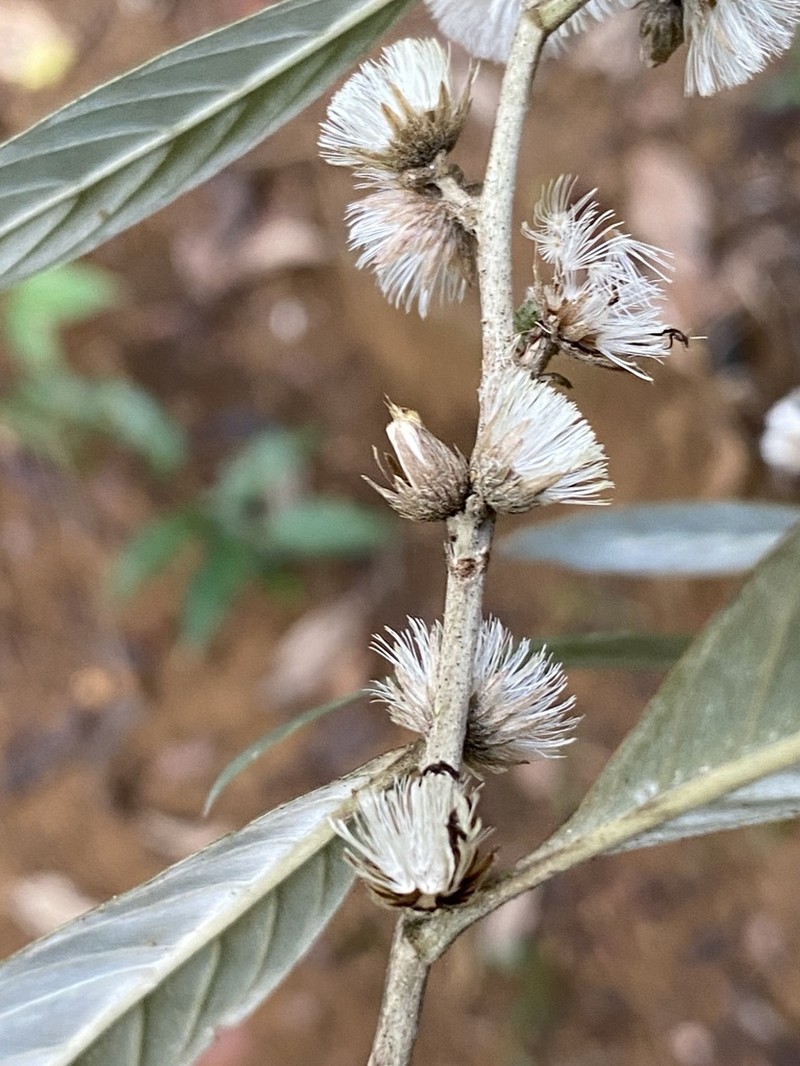 Lepidaploa argyrotricha