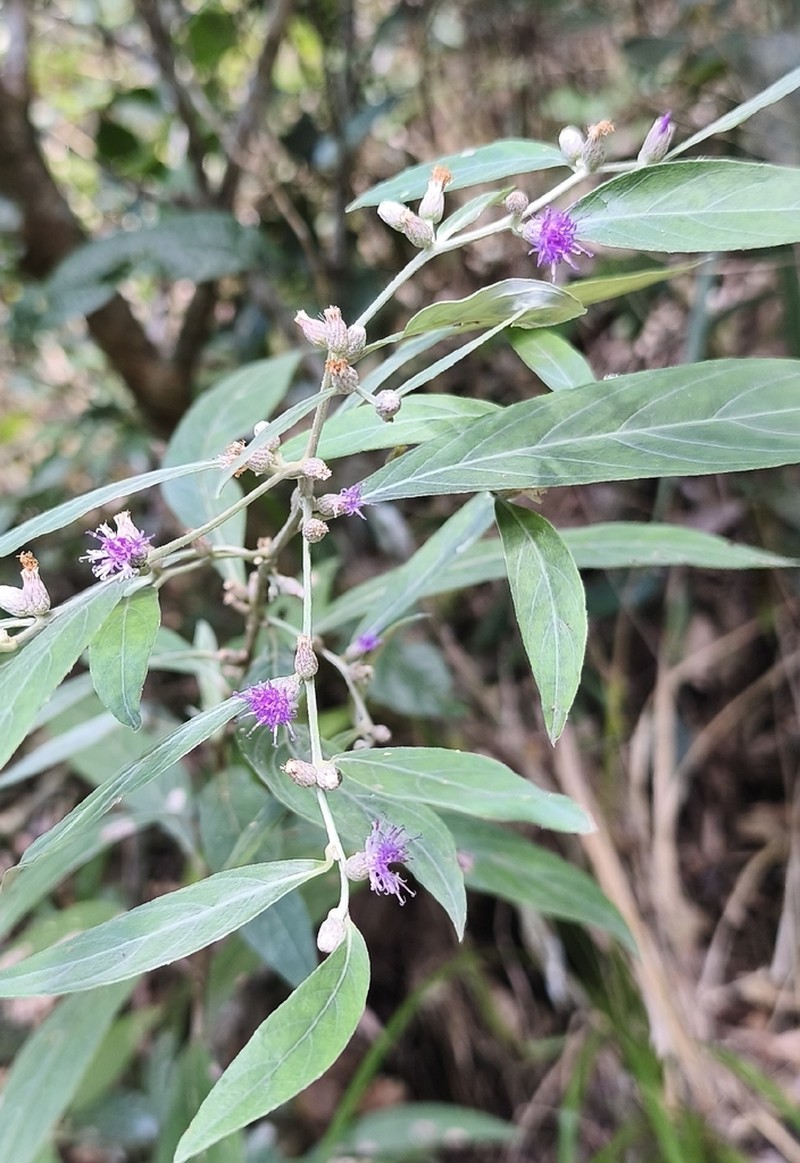 Lepidaploa argyrotricha photo 2