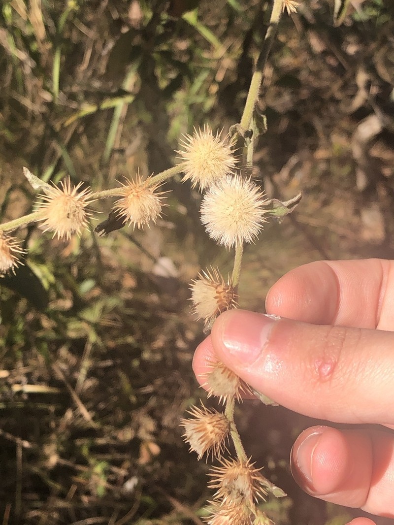 Lepidaploa aurea photo 3