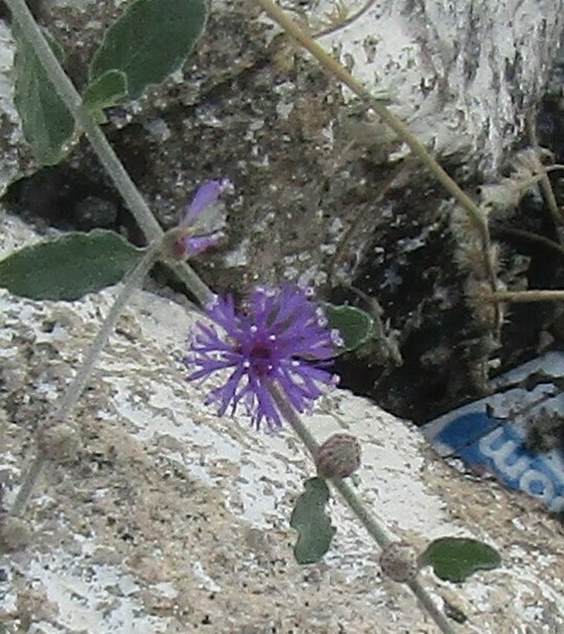 Lepidaploa aurea photo 4
