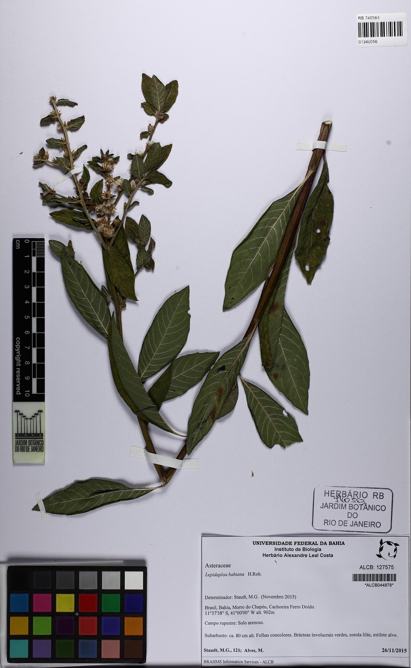 Lepidaploa bahiana