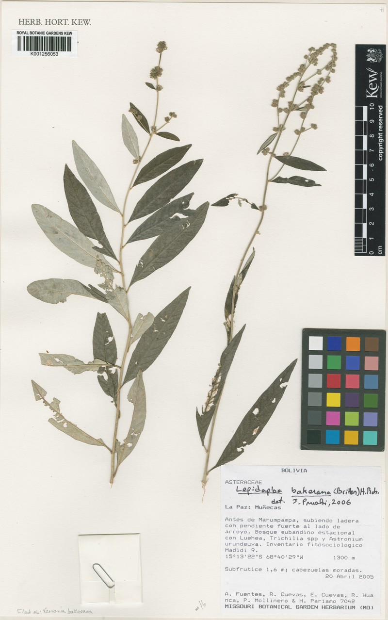 Lepidaploa bakeriana
