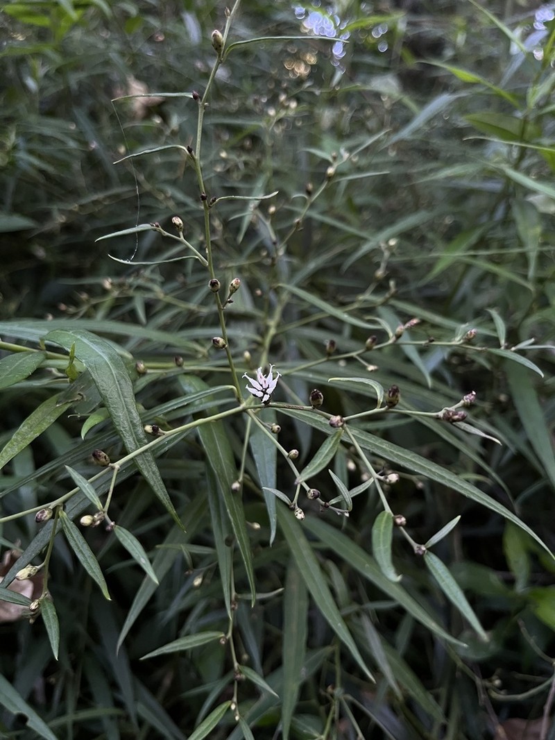 Lepidaploa balansae
