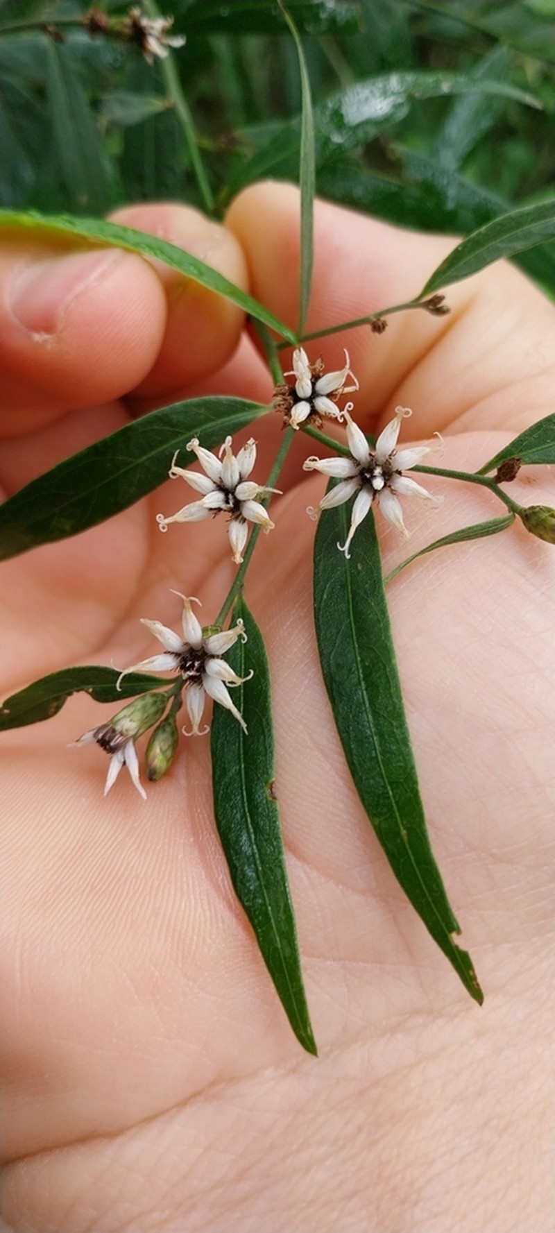 Lepidaploa balansae photo 3