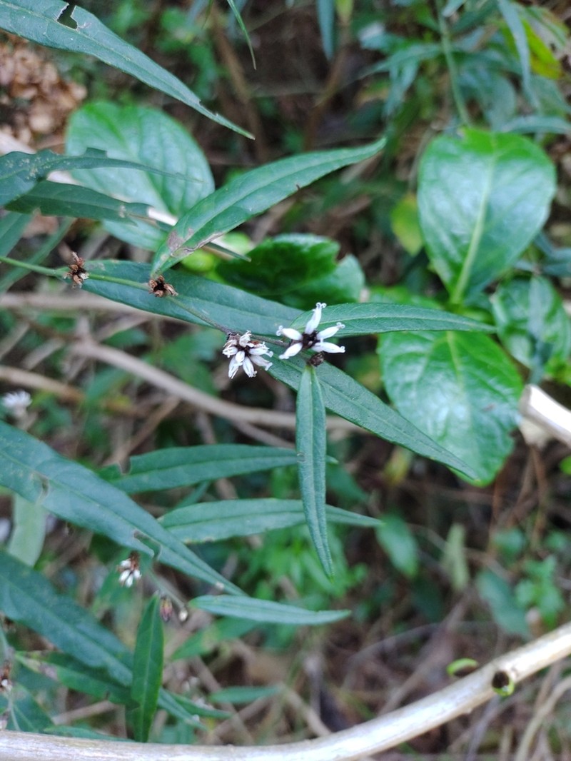 Lepidaploa balansae photo 5
