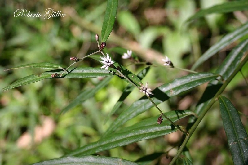 Lepidaploa balansae photo 7