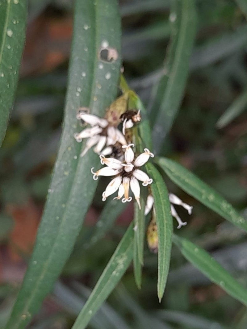 Lepidaploa balansae photo 8