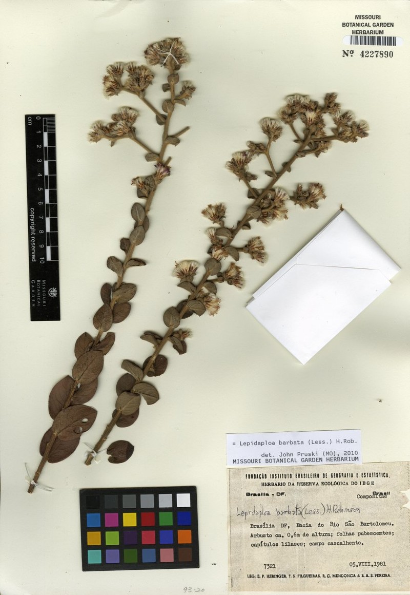 Lepidaploa barbata photo 2
