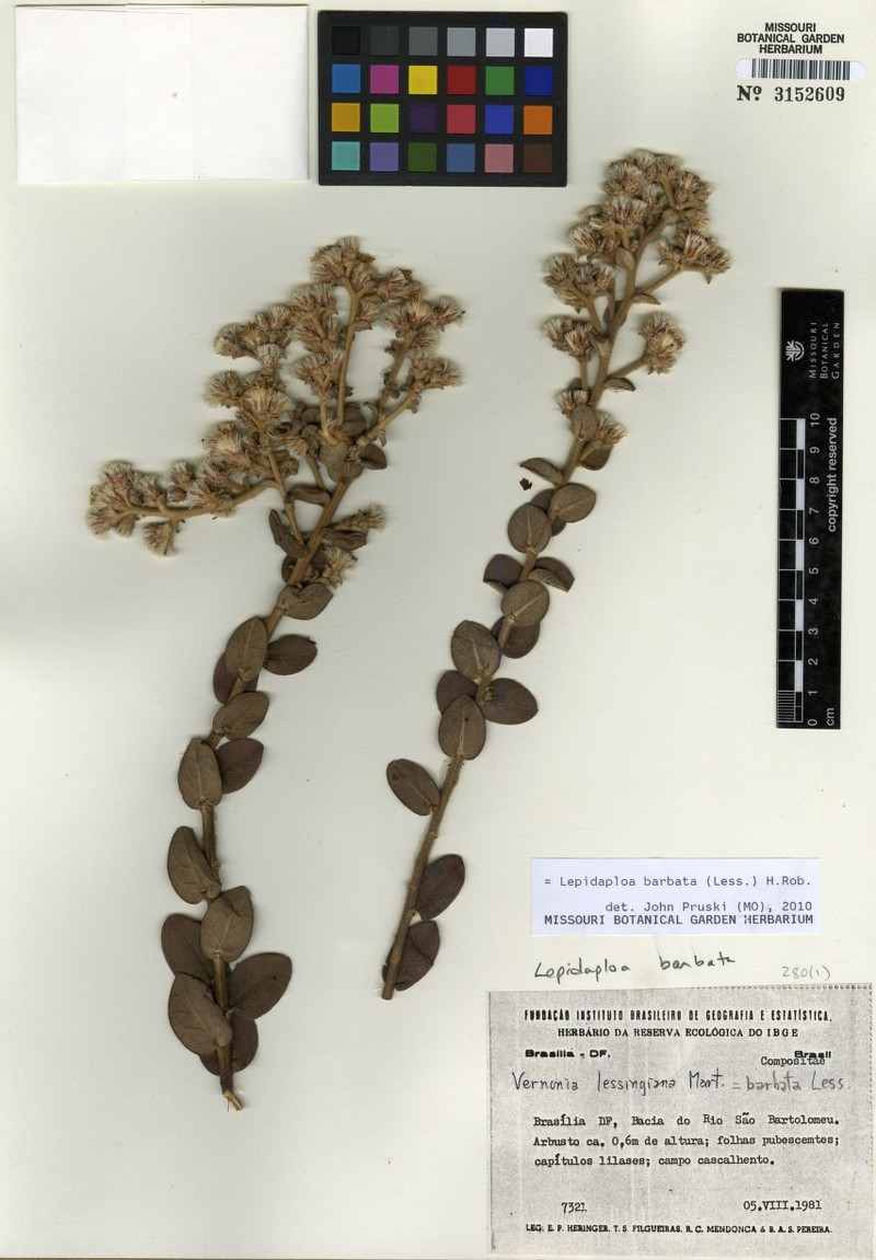 Lepidaploa barbata photo 3