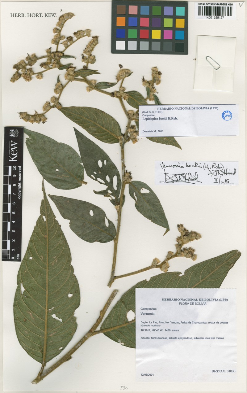 Lepidaploa beckii
