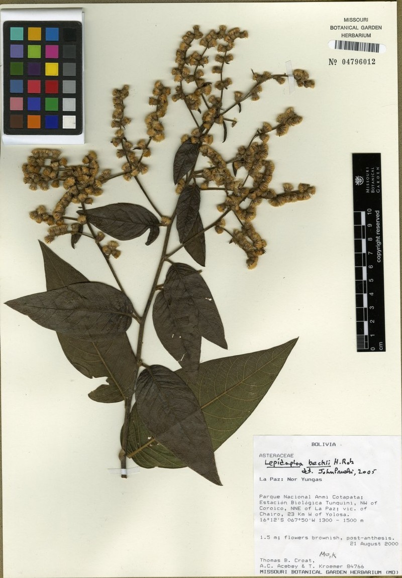 Lepidaploa beckii photo 2