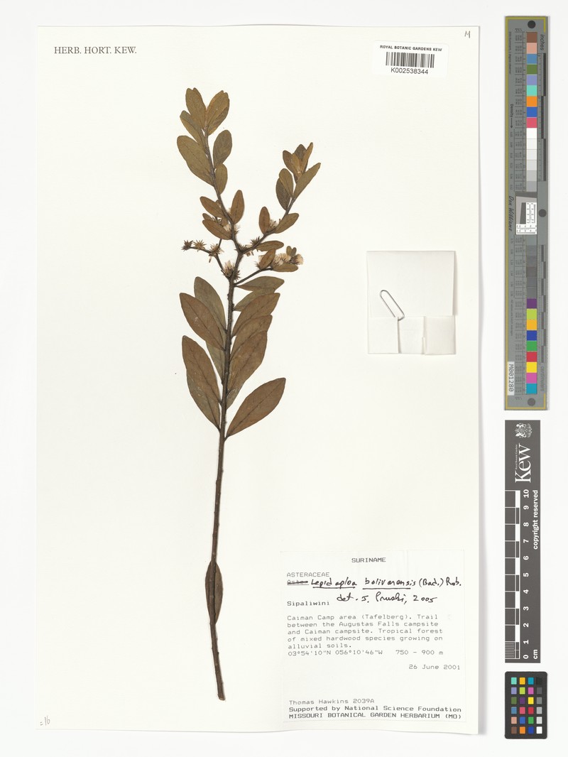 Lepidaploa bolivarensis