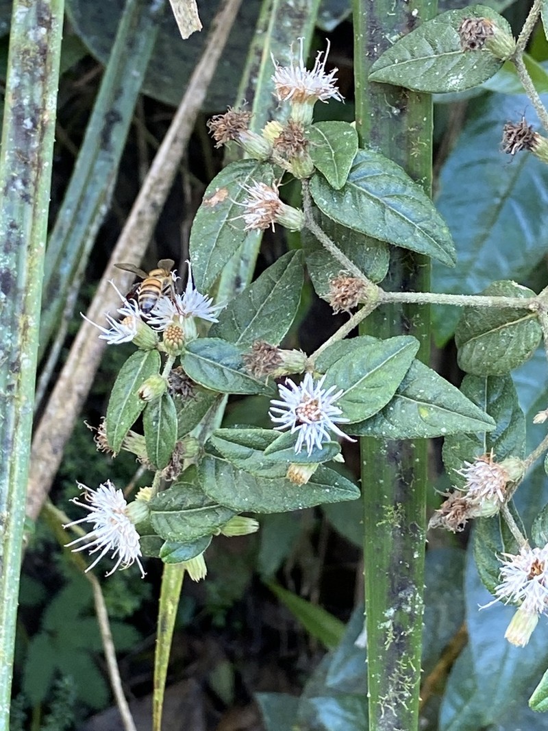 Puerto Rico Ironweed