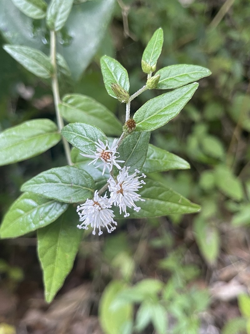 Puerto Rico Ironweed photo 2