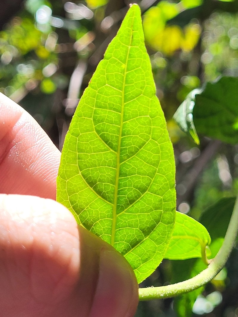 Puerto Rico Ironweed photo 3