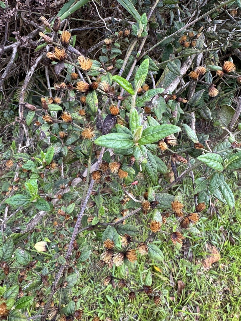 Puerto Rico Ironweed photo 4