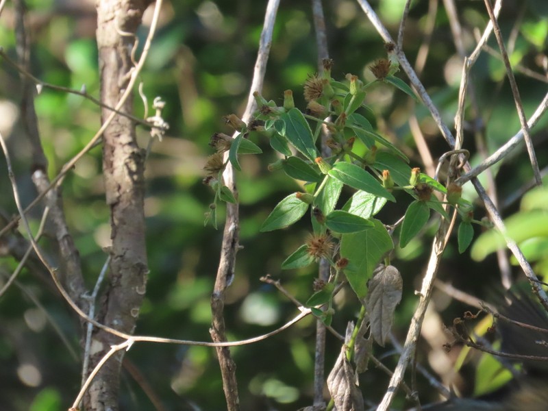 Puerto Rico Ironweed photo 5