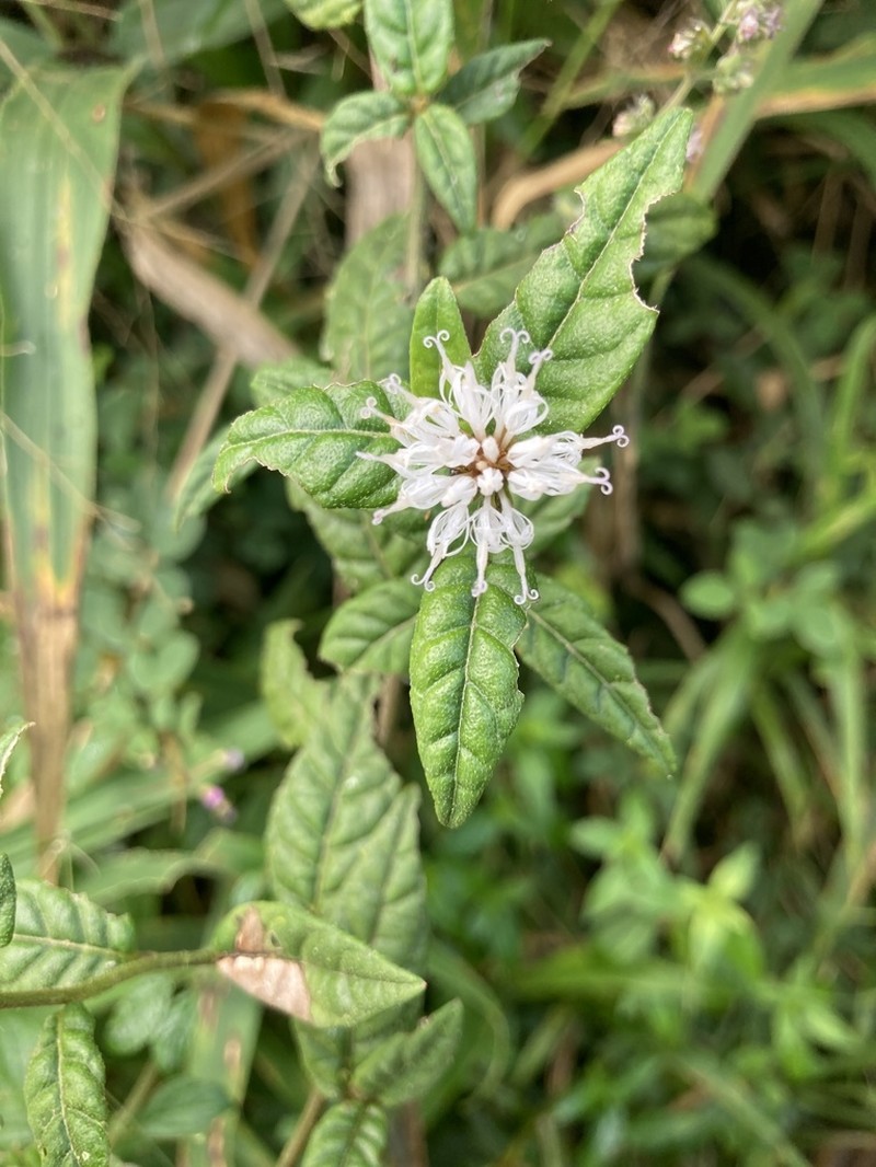 Puerto Rico Ironweed photo 6