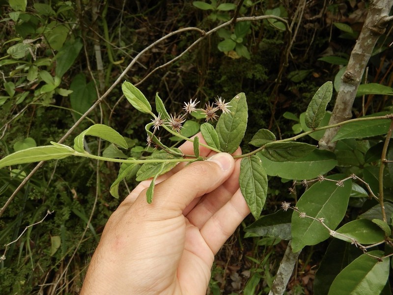 Puerto Rico Ironweed photo 7