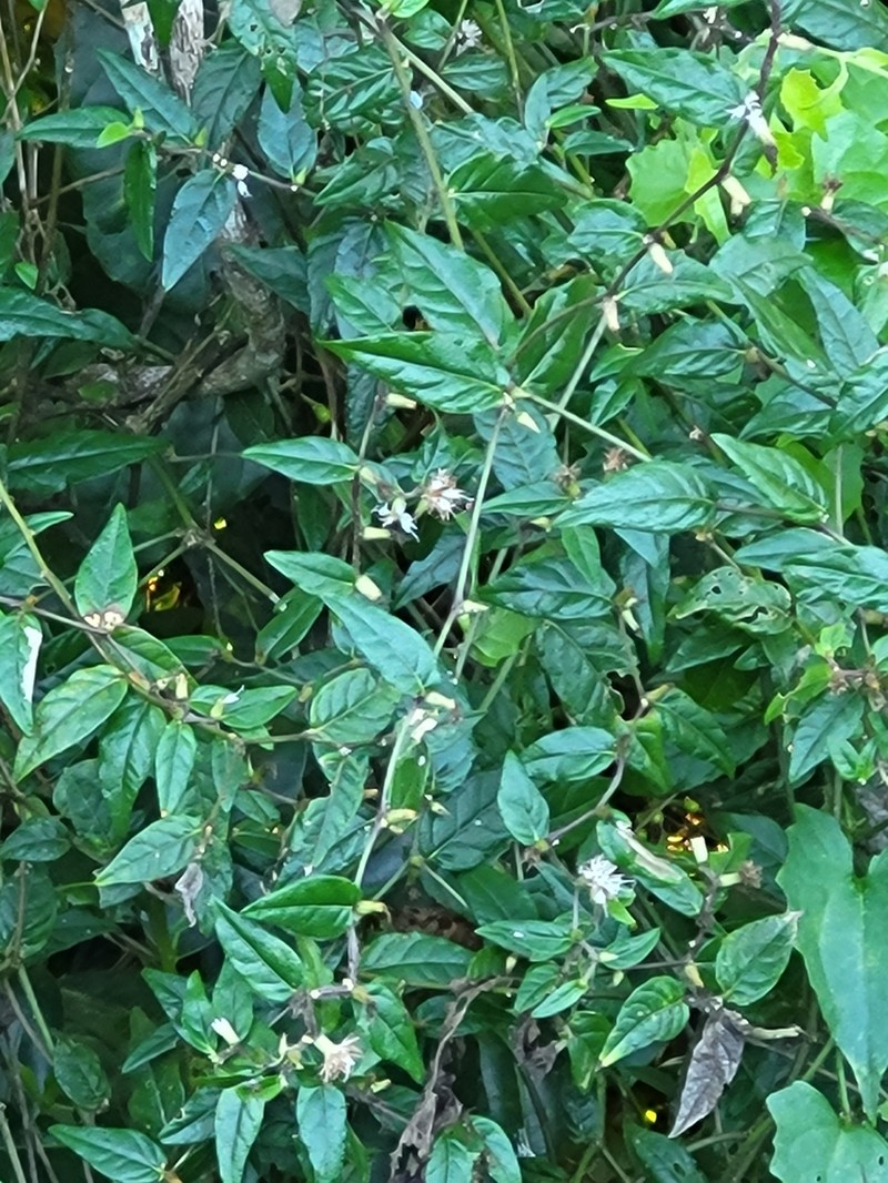Puerto Rico Ironweed photo 8