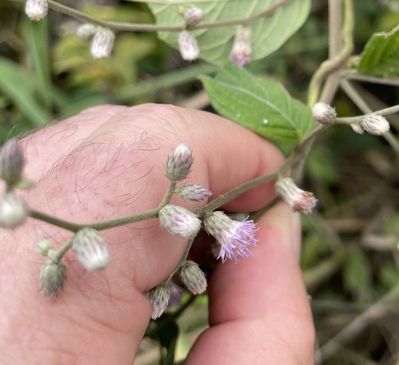 Lepidaploa canescens