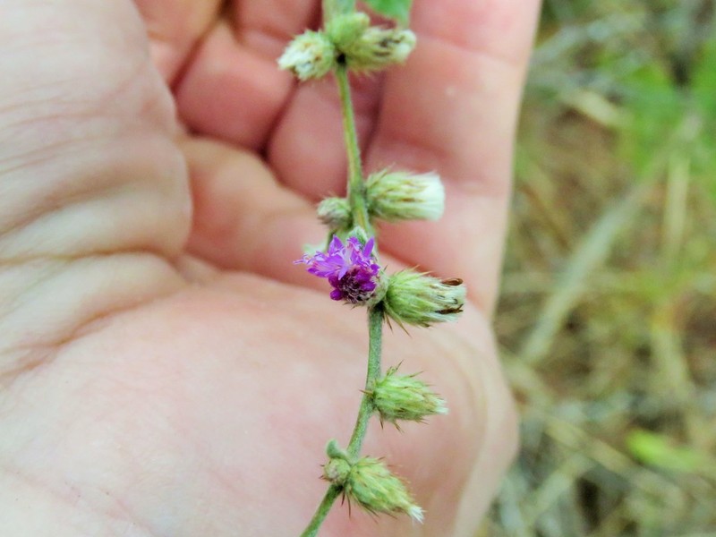 Lepidaploa canescens photo 2