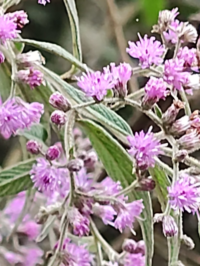 Lepidaploa canescens photo 3