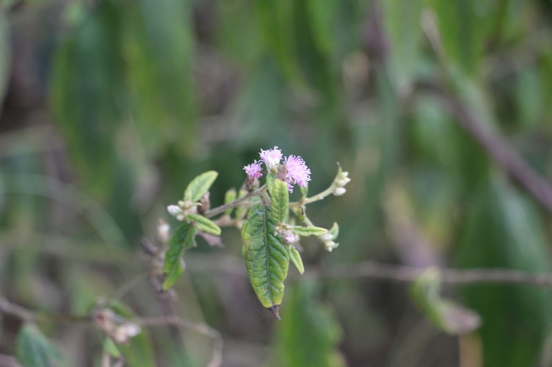 Lepidaploa canescens photo 4
