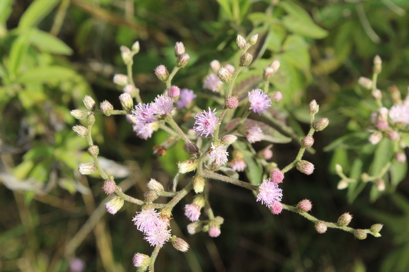 Lepidaploa canescens photo 5