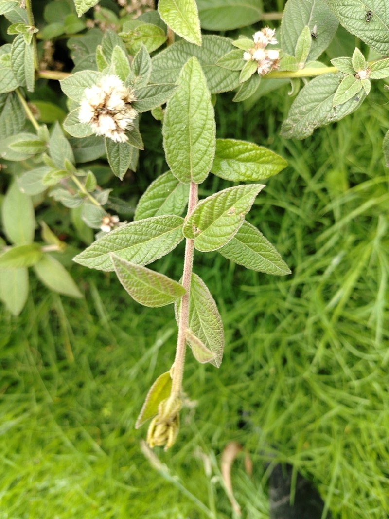 Lepidaploa canescens photo 7