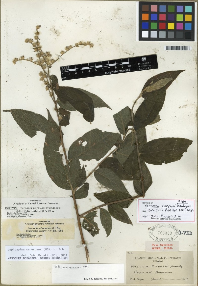 Lepidaploa canescens var. canescens