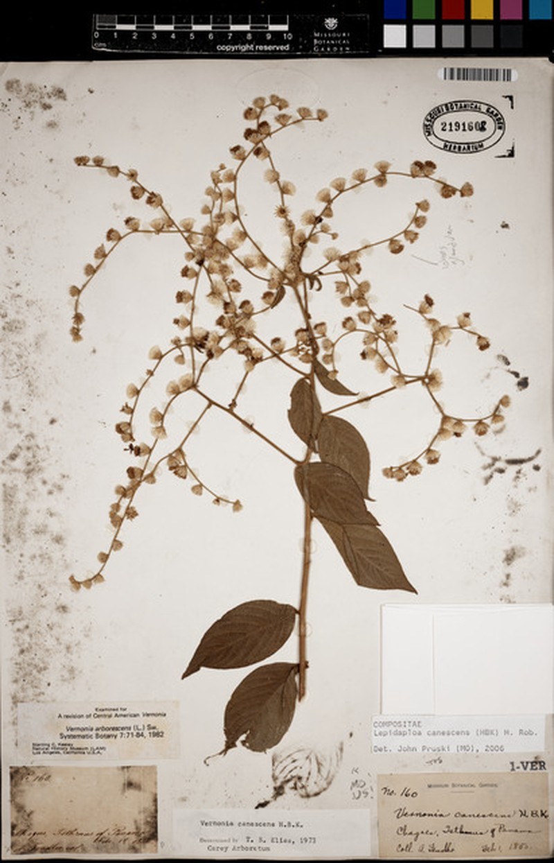Lepidaploa canescens var. canescens photo 2