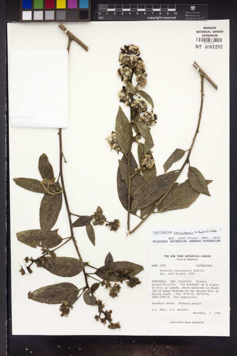 Lepidaploa carachensis