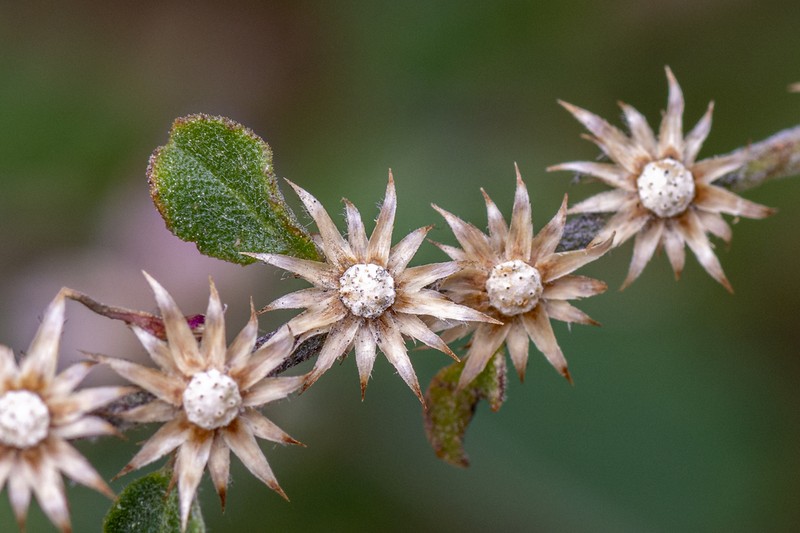 Lepidaploa chalybaea