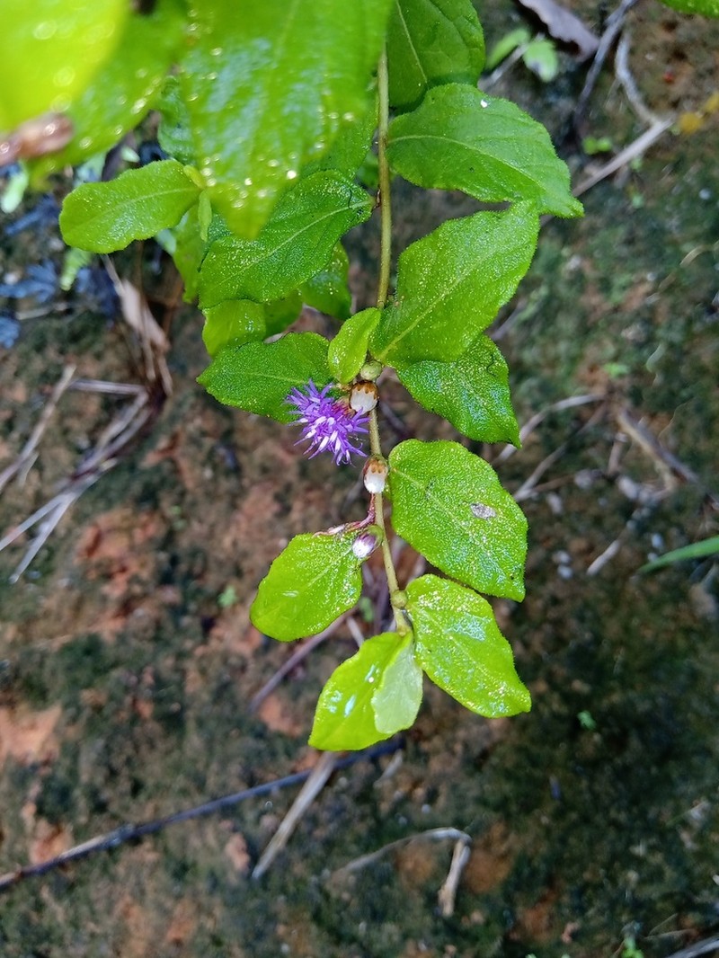 Lepidaploa chalybaea photo 3