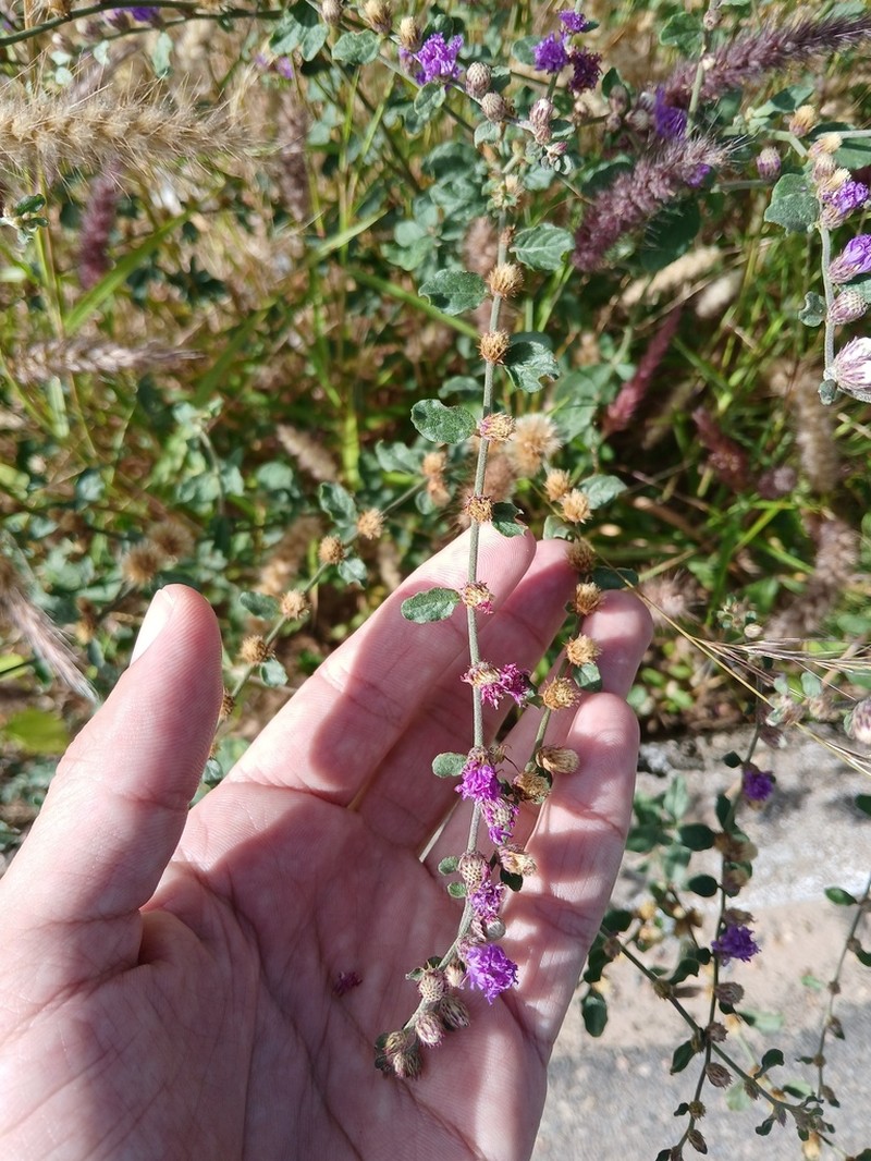 Lepidaploa chalybaea photo 4