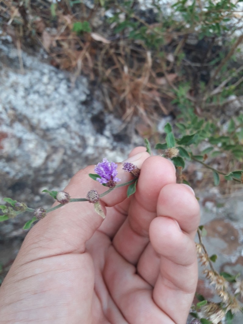 Lepidaploa chalybaea photo 7