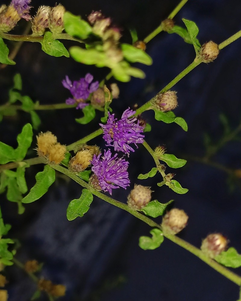 Lepidaploa chalybaea photo 8