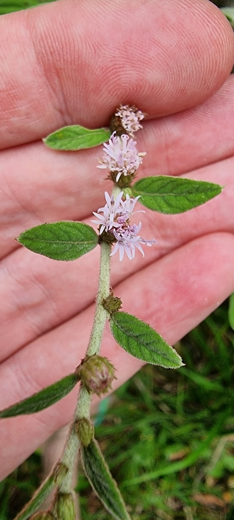Lepidaploa chamissonis photo 3