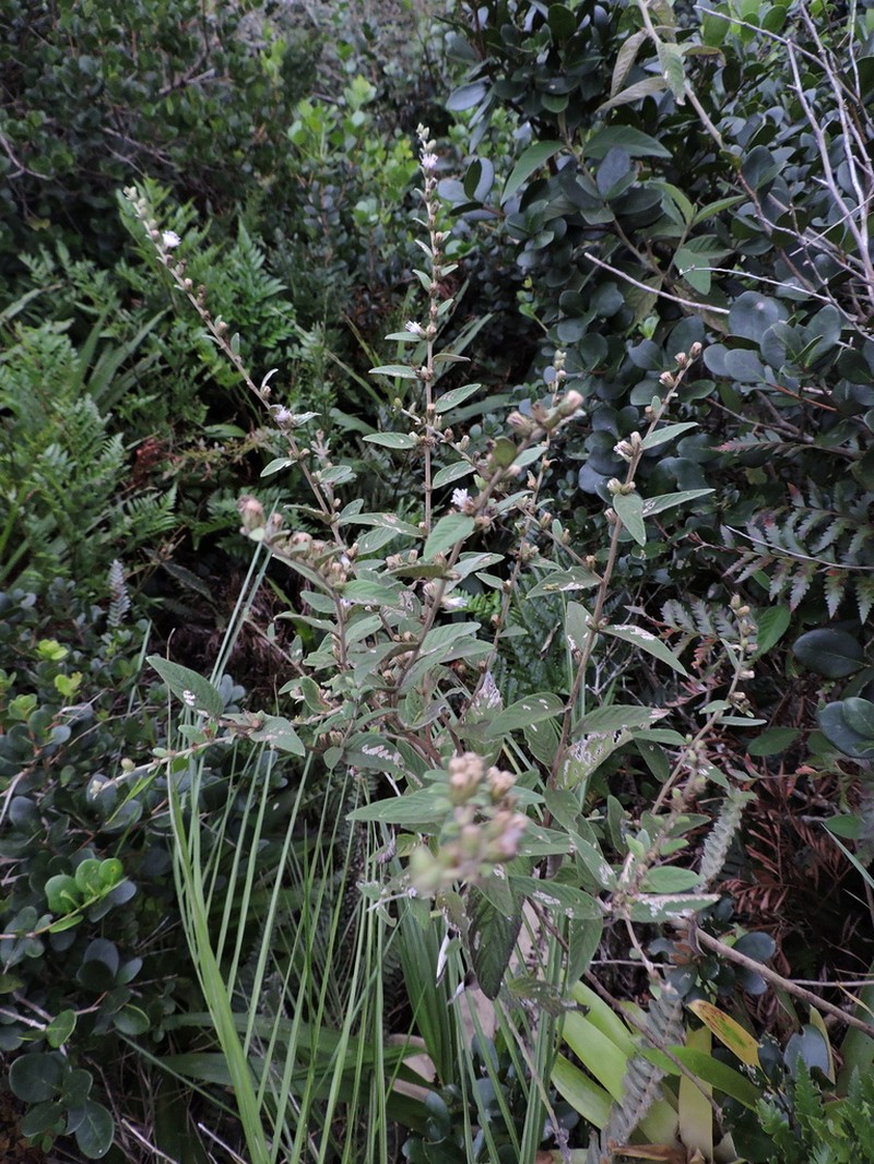 Lepidaploa chamissonis photo 8