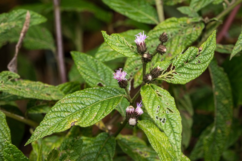 Lepidaploa chiriquiensis