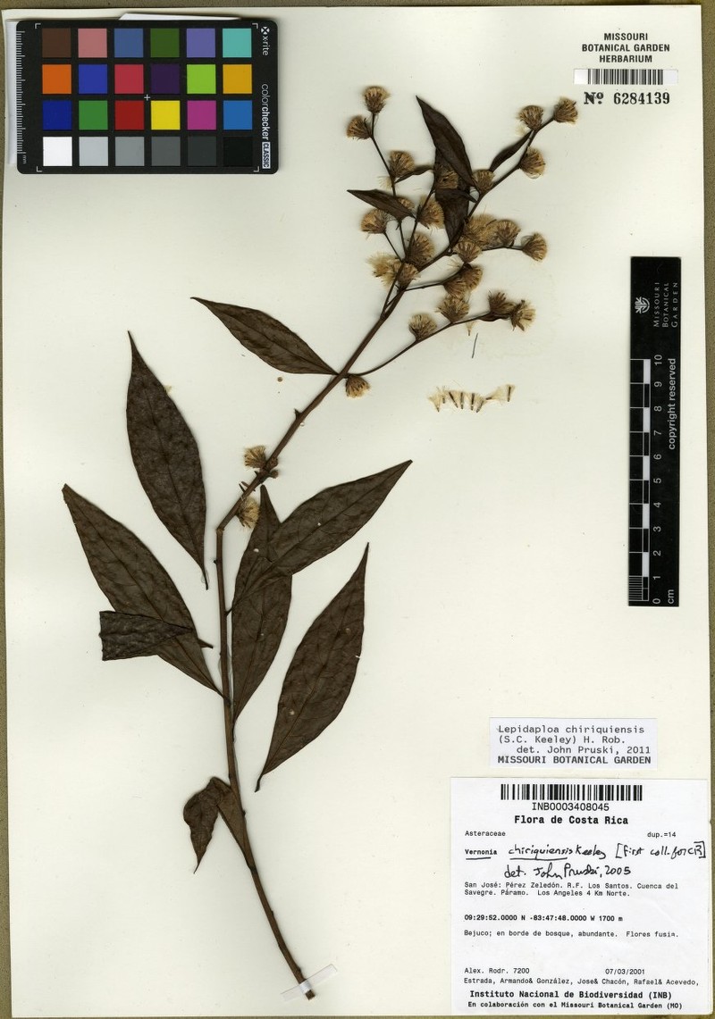 Lepidaploa chiriquiensis photo 2