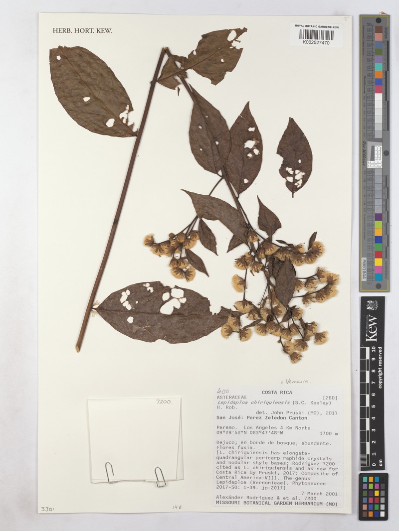 Lepidaploa chiriquiensis photo 3