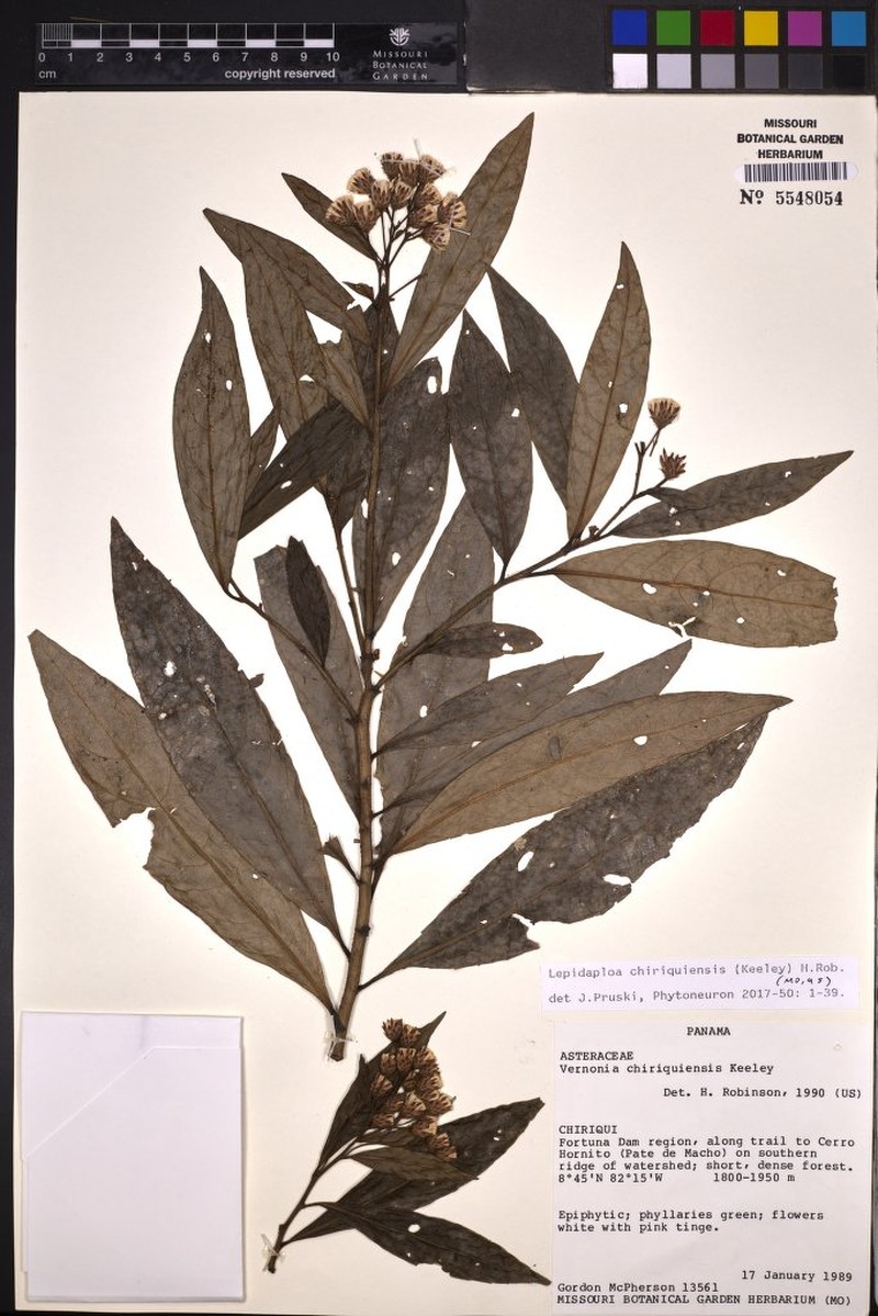 Lepidaploa chiriquiensis photo 4