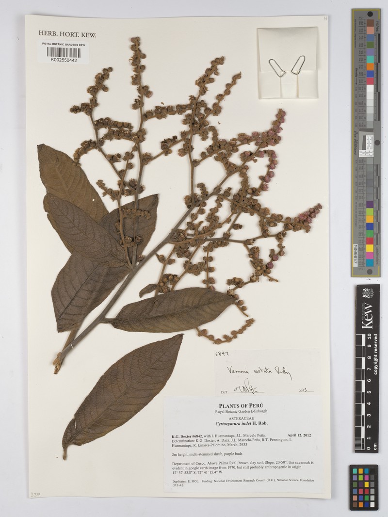 Lepidaploa costata photo 2