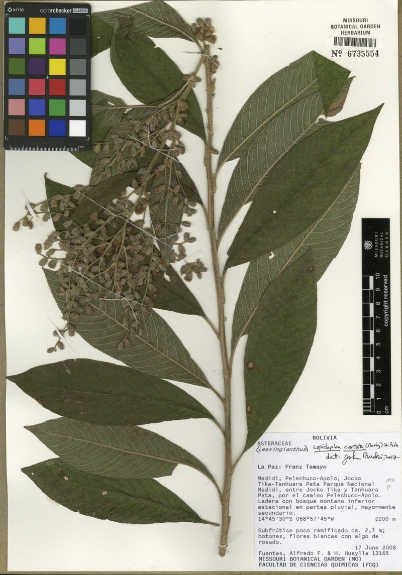 Lepidaploa costata photo 4